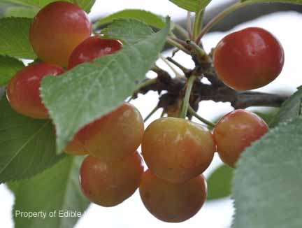Cherry Ranier Fruit